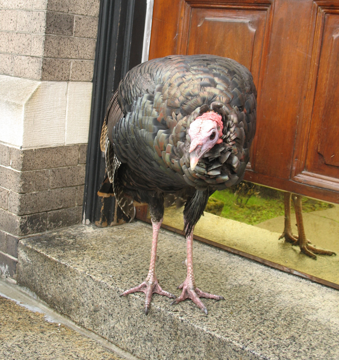 turkey_on_stairs.jpg